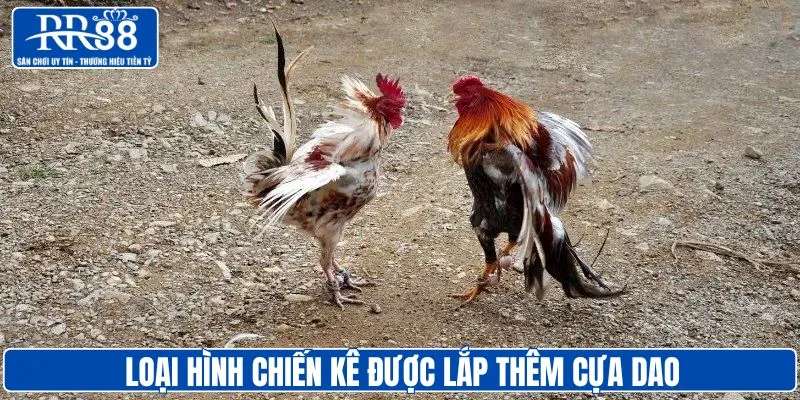 Đá gà cựa dao là loại hình chiến kê được lắp thêm cựa